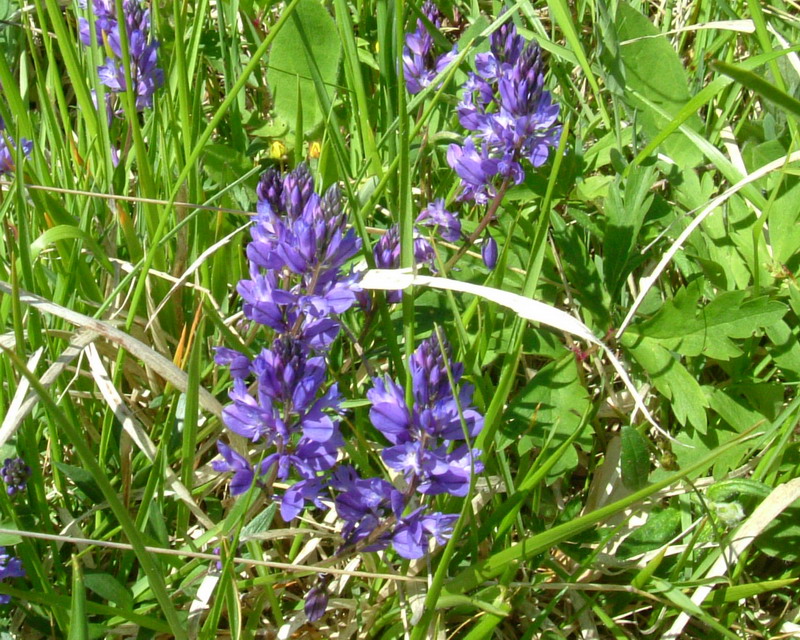 Polygala Viola??